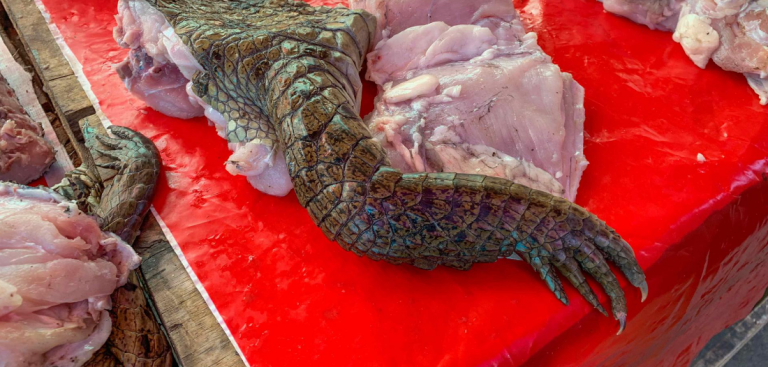 Vista de carne de un lagarto en el mercado de Iquitos (Perú). EFE/ Paula Bayarte