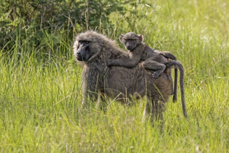 Papión oliva (Papio anubis) con cría, Parque Nacional de la Reina Isabel, Uganda. / Wikipedia